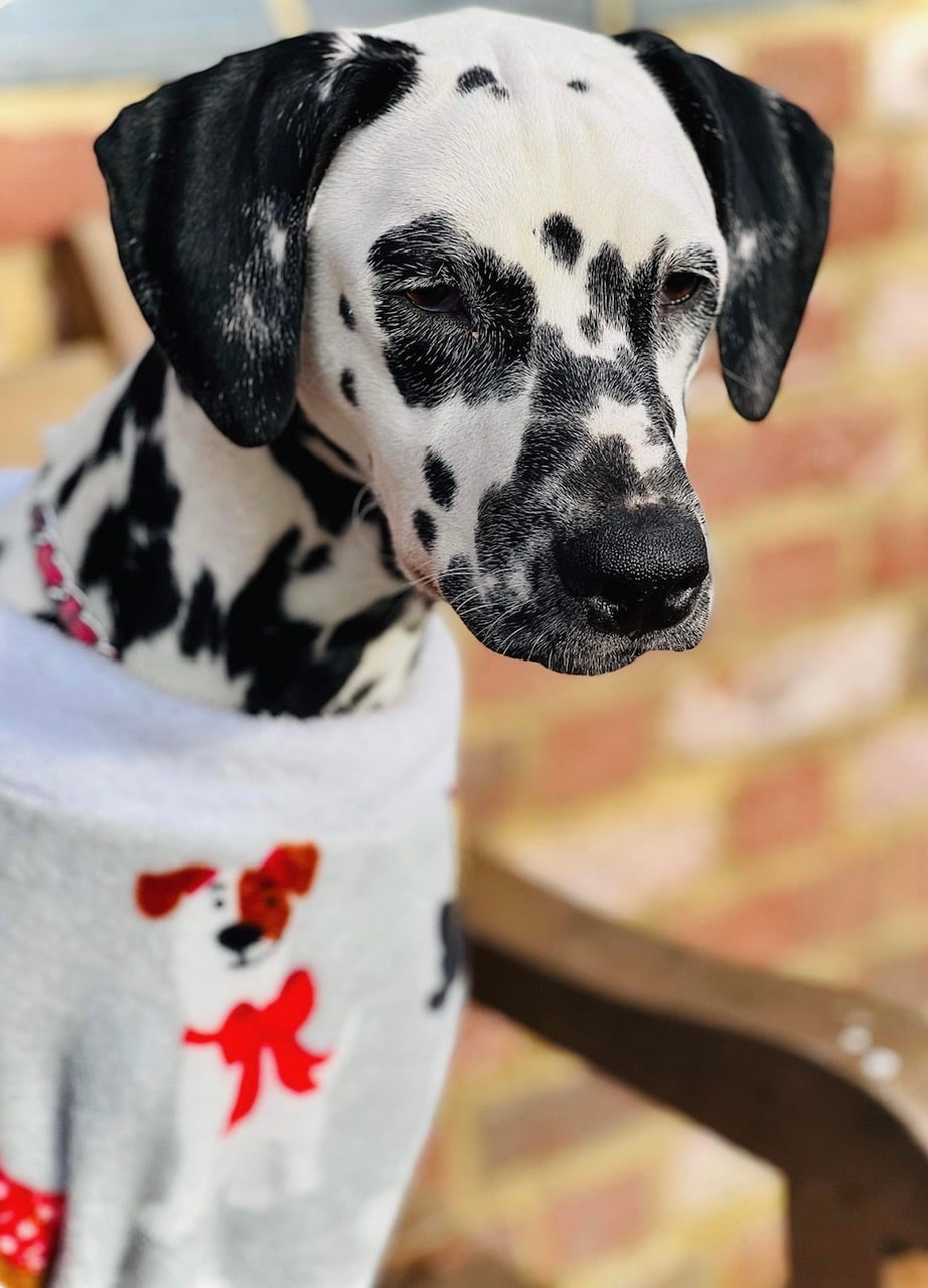 Naz the Dalmatian