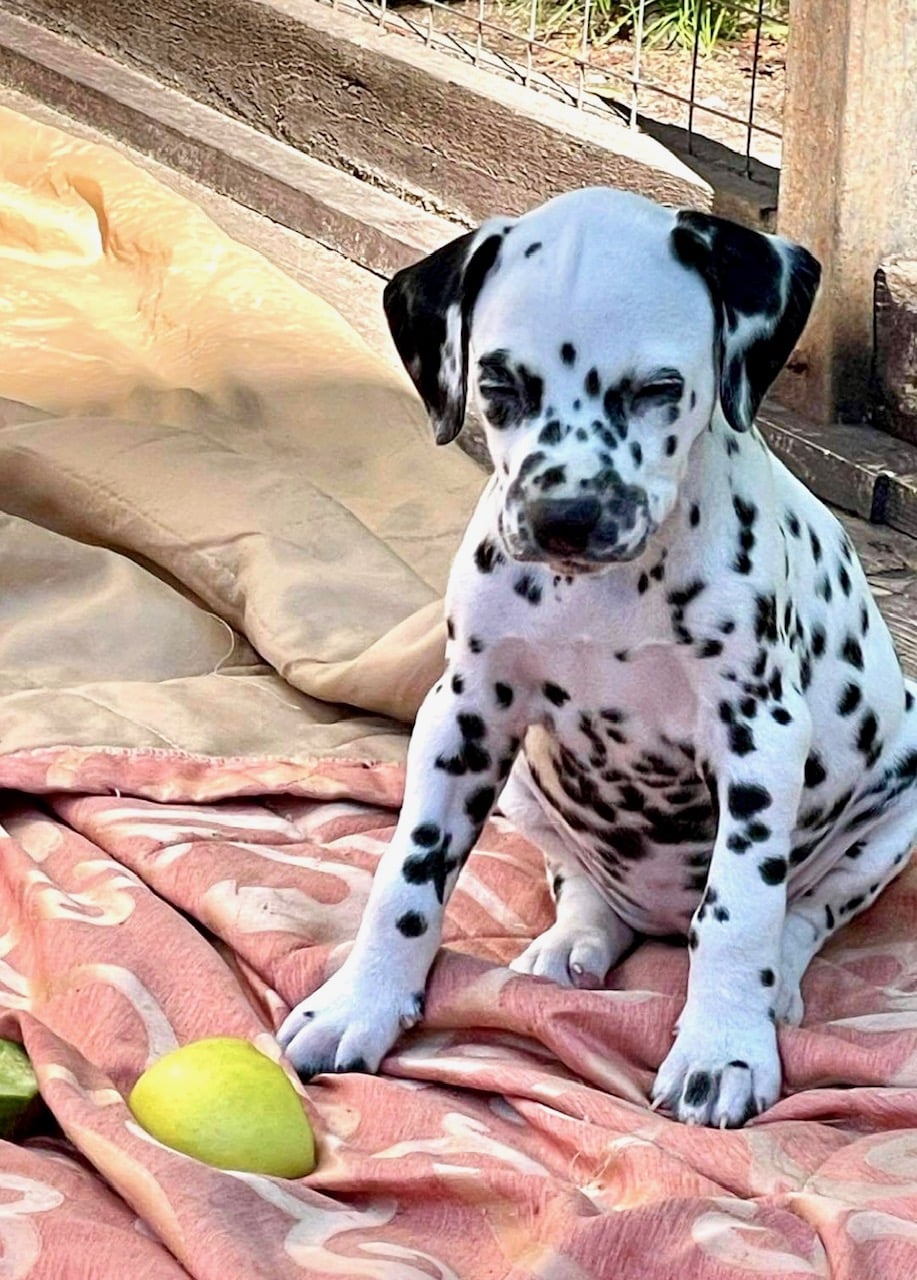 Naz the Dalmatian