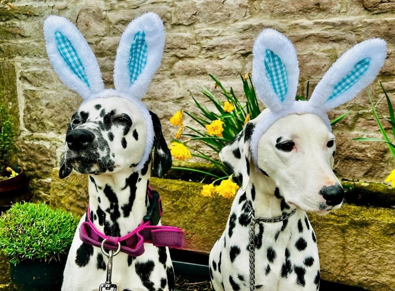 Naz the Dalmatian