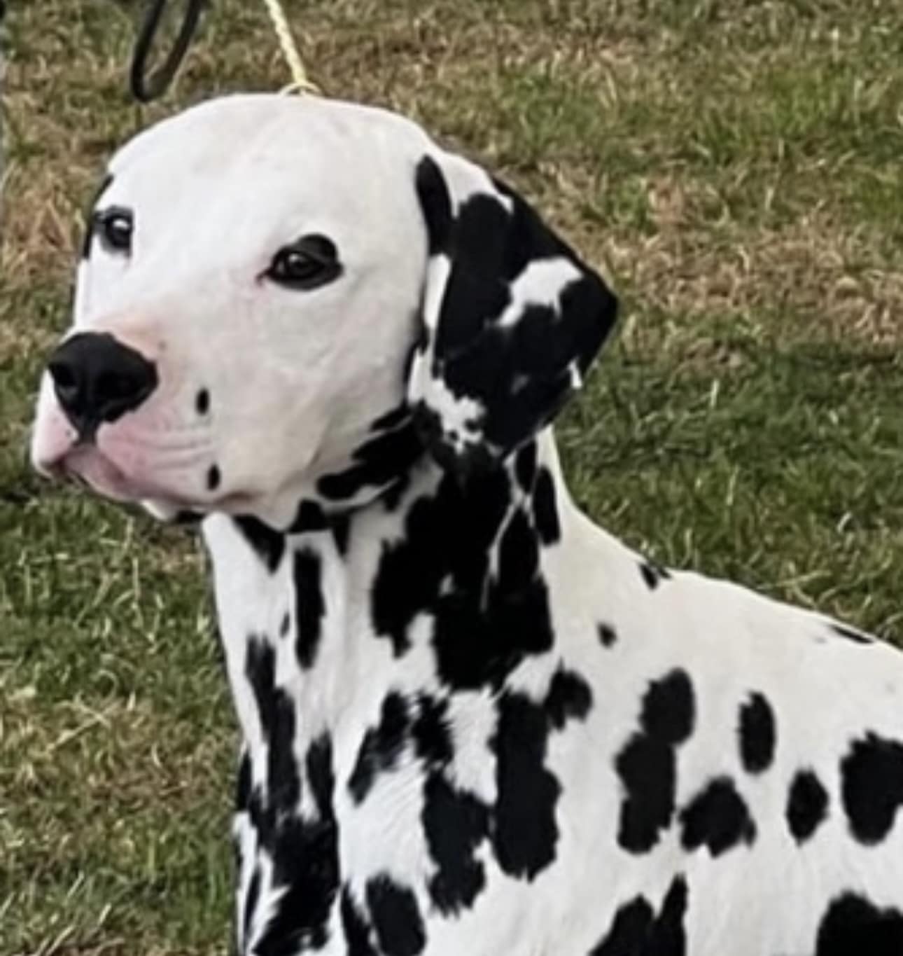 Ralph the Dalmatian