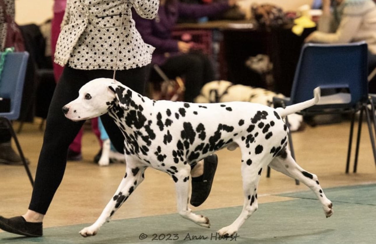 Ralph the Dalmatian