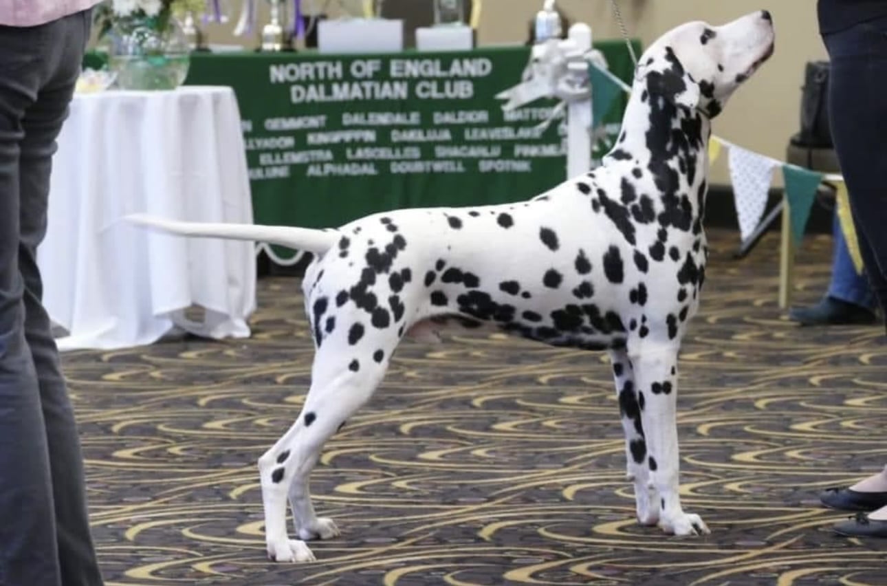 Ralph the Dalmatian