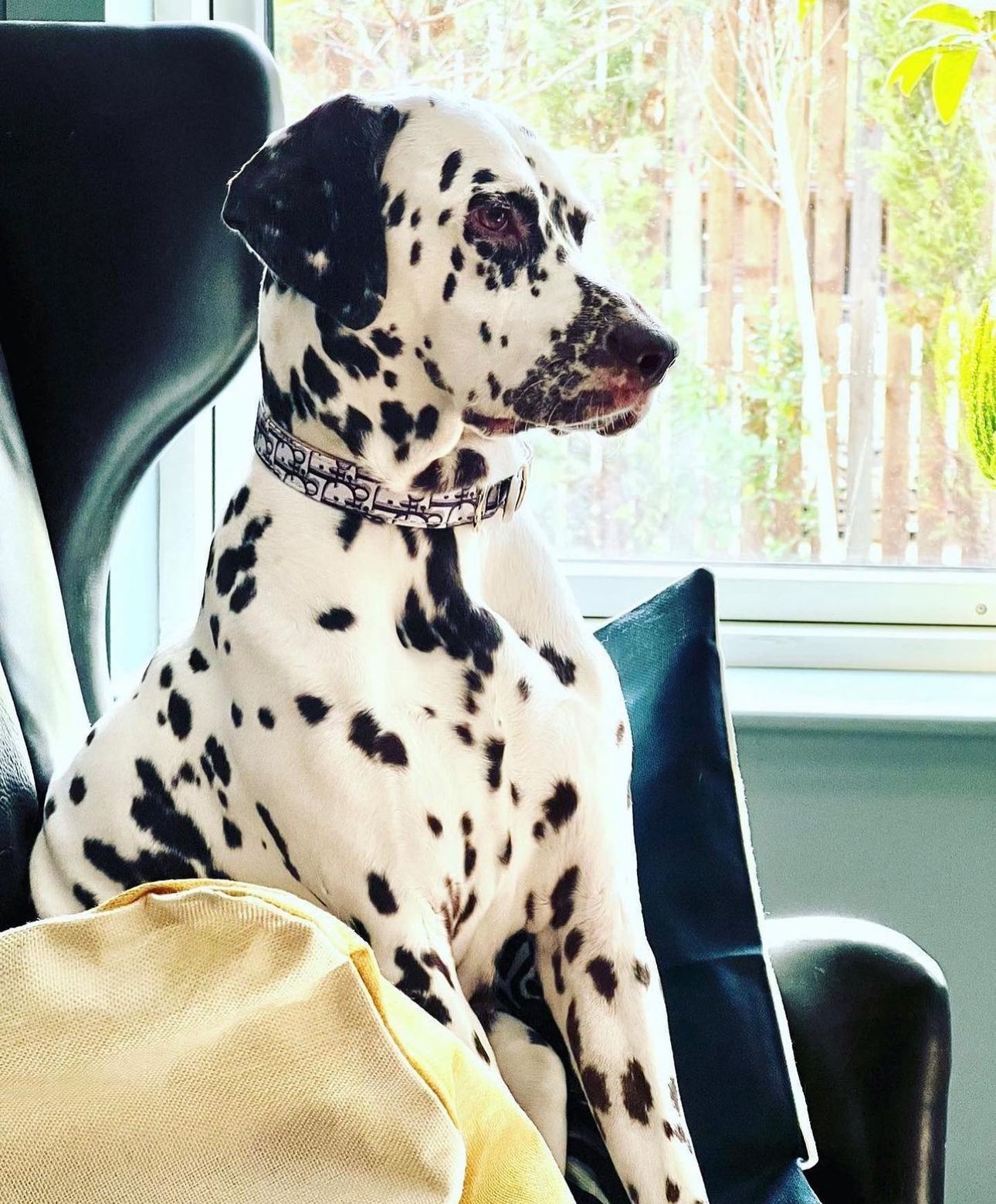 In loving memory of Dior